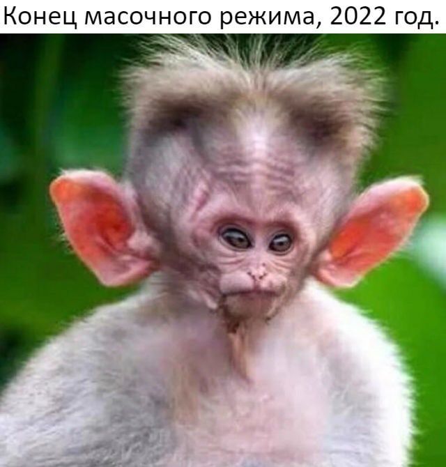 Конец масочного режима 2022 год