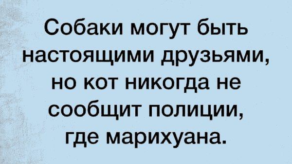 Собаки могут быть настоящими друзьями но кот никогда не сообщит полиции где марихуана