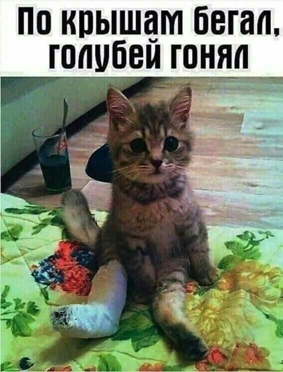 по крышам бегал голубем гШ