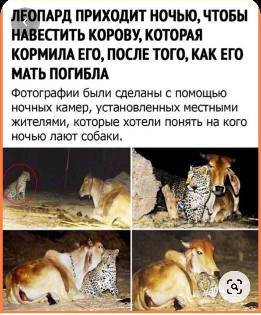 ГЛЕОПАРД ПРИХОДИТ НОЧЬЮ ЧТОБЫ НАВЕСГИТЬ КОРОВУ КОТОРАЯ КОРМИЛА ЕГО ПОСЛЕ ТОГО КАК ЕГО МАТЬ ПОГИБЛА Фотографии были сделаны с помощью ночных камер установленных местными жителями которые хотели понять на кого ночью лают собаки