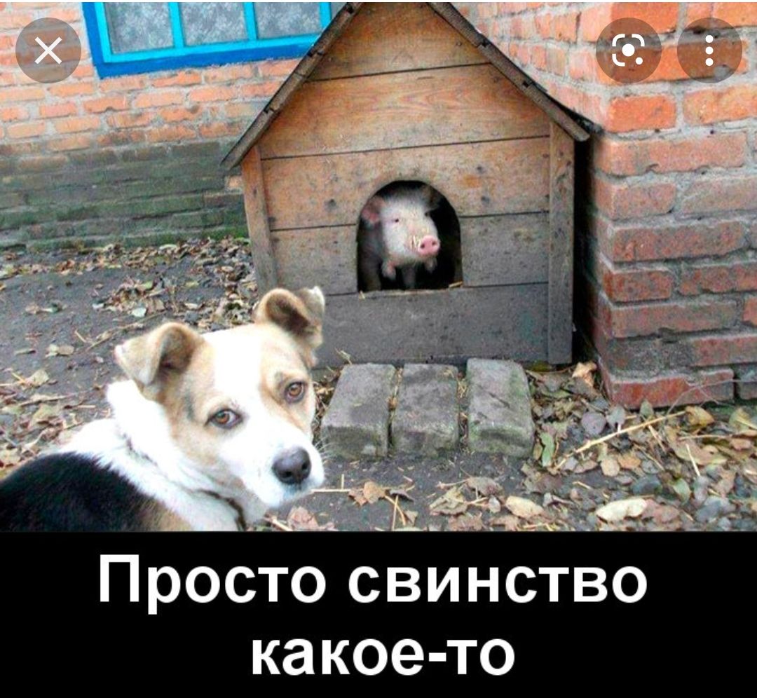 Просто свинство какое то