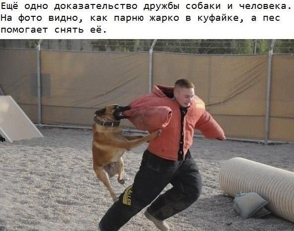 Ещё одна доказательство дружбы собаки и чалавека На фото видно как парню жарко в куфайке а пес помогает снять её