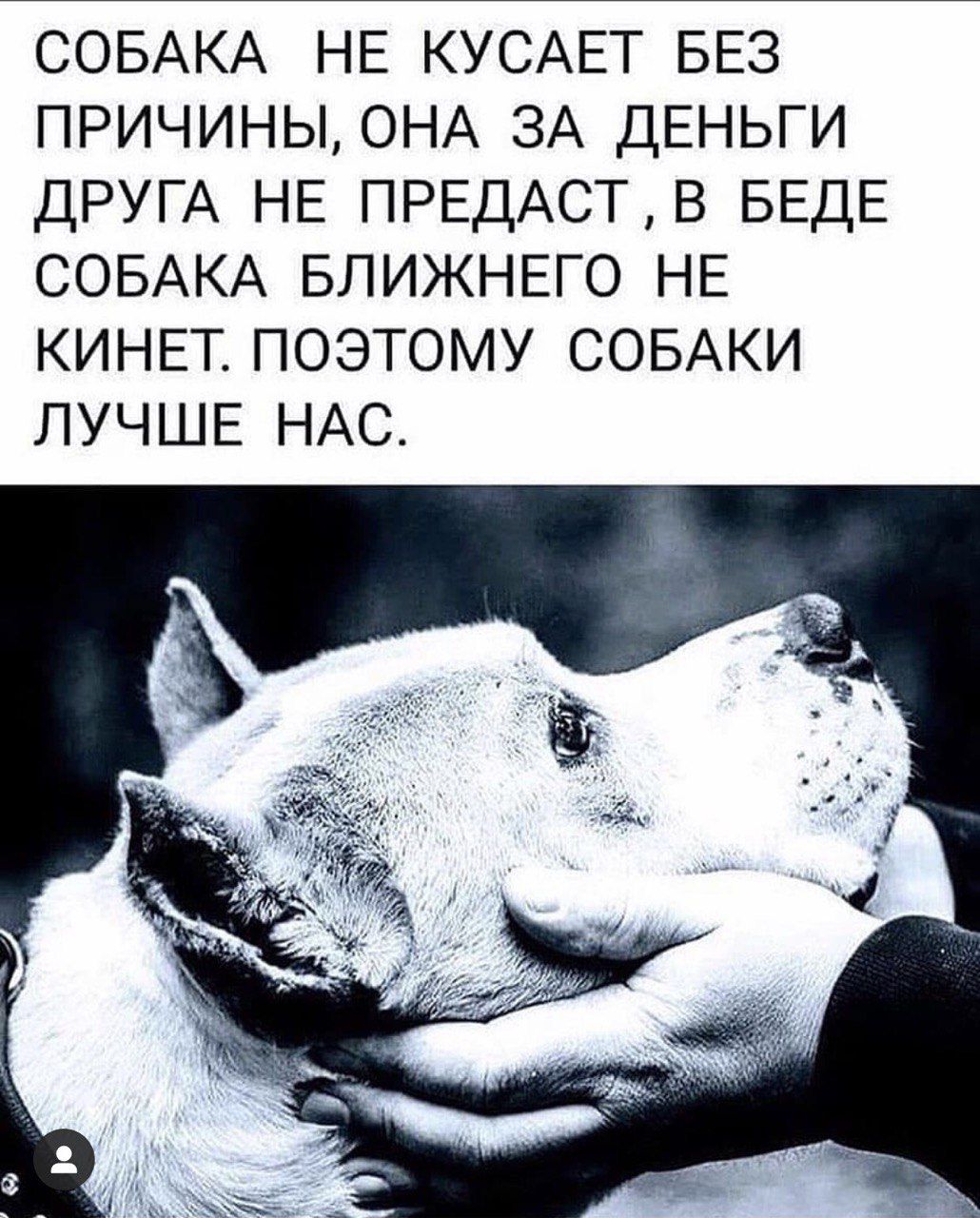 СОБАКА НЕ КУСАЕТ БЕЗ причины ОНА ЗА ДЕНЬГИ ДРУГА НЕ ПРЕДАСТВ БЕДЕ СОБАКА БЛИЖНЕГО НЕ КИНЕТ поэтому СОБАКИ ЛУЧШЕ НАС