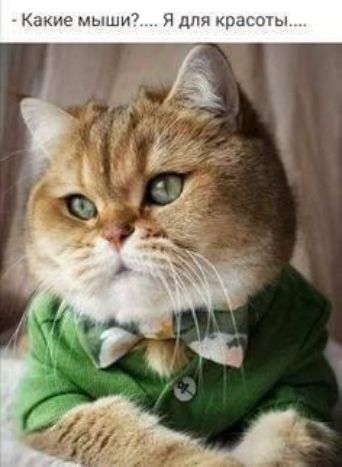 Какие мыши?.... Я для красоты