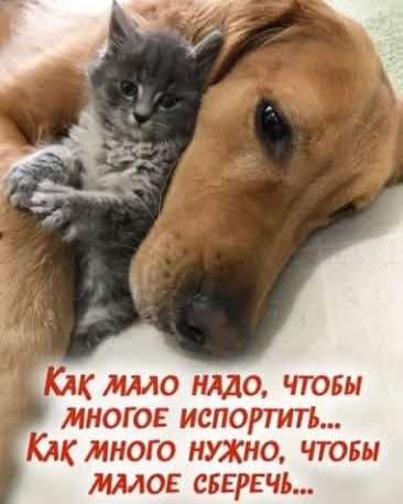 Клк ммс имо чтовы много испортить КАК МНОГО кухне чтот ммое сберечь