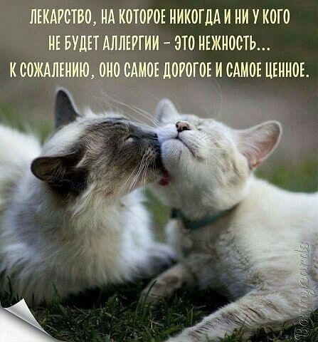 ЛЕКАИОТВО НА КОТОРОЕ НИКОГДА И НИ У КОГО НЕ БУДЕТ АЛЛЕРГИИ ОТО НЕЖНООТЬ КООЖАЛЕНИЮ ОНО САМОЕ ЛОРОГОЕ И САМОЕ ЦЕННОЕ
