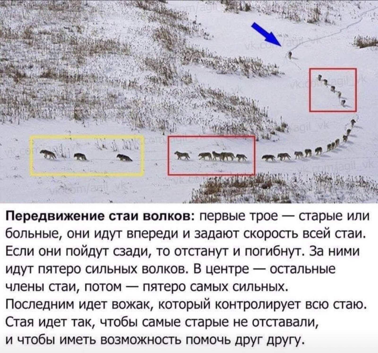 В каком порядке идут. Стая Волков как передвигаются. Как идёт стая Волков. Как идут волки в стае. Как идет Волчья стая.