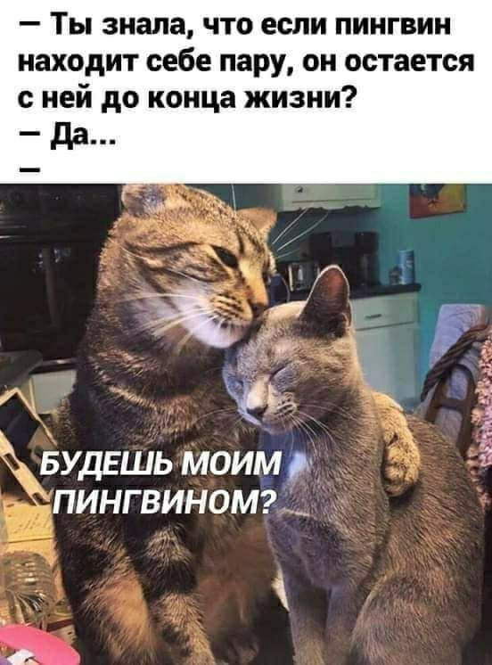 Ты знала что если пингвин находит себе пару он остается с ней до конца жизни мам _БУДЕШЬ моим пингвиномтя __
