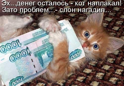 Эхденег осталось кот наппакап Зато проблем слон нагаёудд а