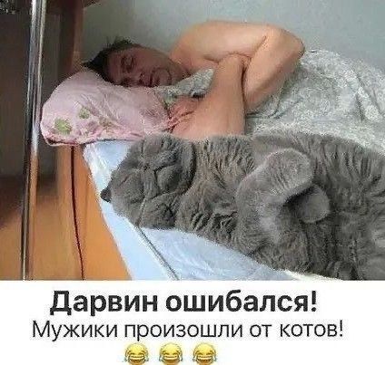 дарвин ошибался Мужики произошли от котов