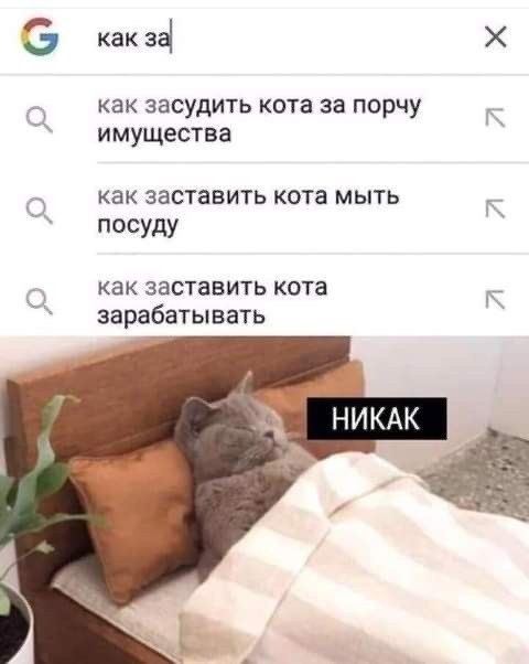как 34 как ЗЭСУДИТЬ КОТЗ за порчу имущества как заставить кота мыть посуду как заставить кота зарабатывать