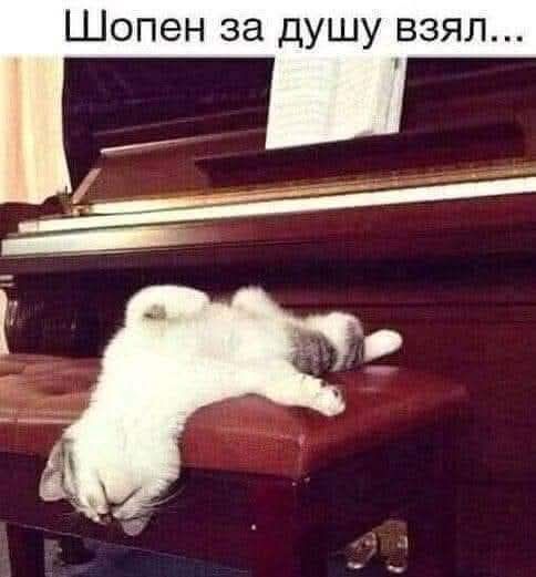 Шопен за душу взял...