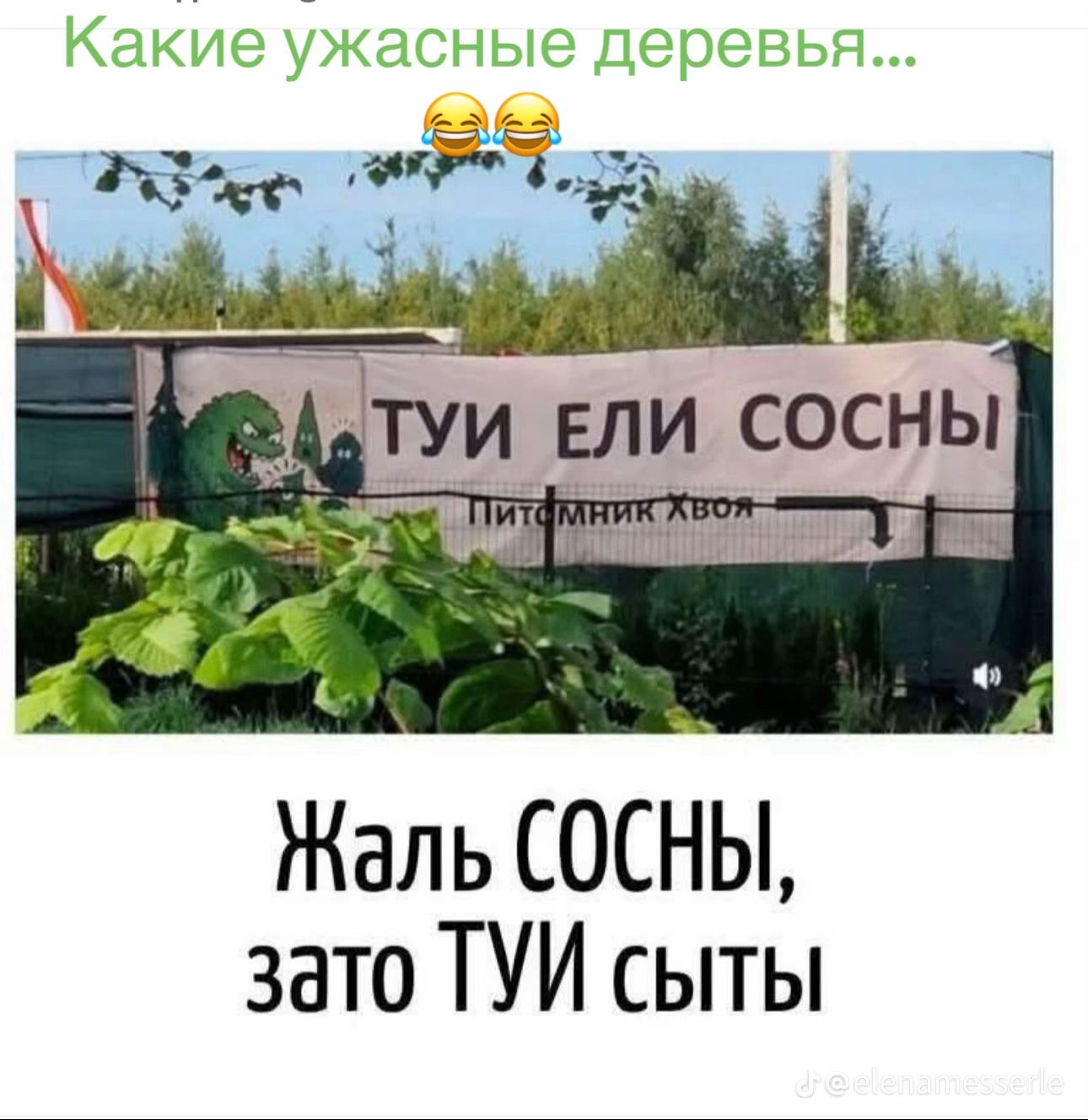 ТУИ ЕЛИ СОСНЫ
Питомник Хвой
Жаль СОСНЫ, зато ТУИ сыты