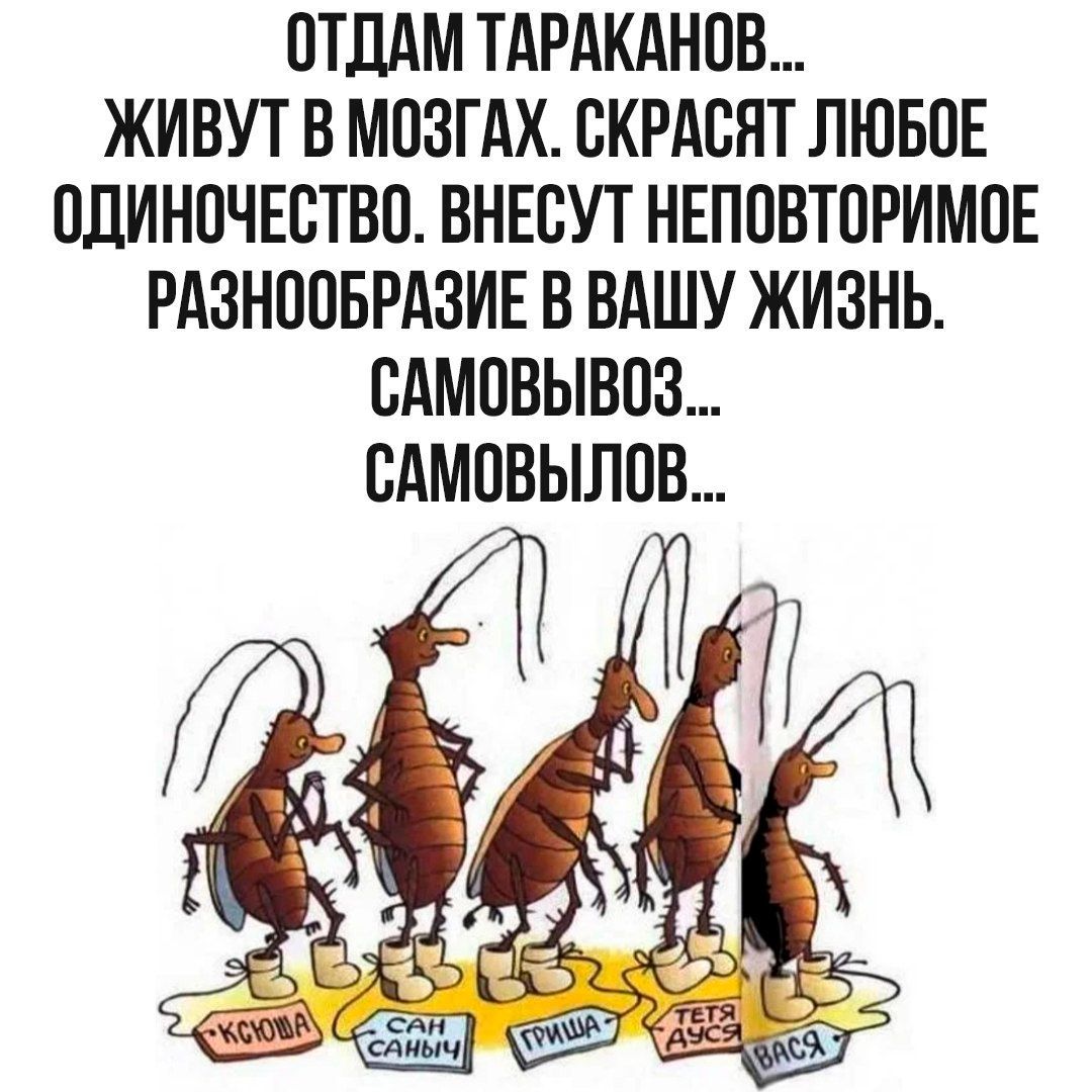 ОТДАМ ТАРАКАНОВ... ЖИВУТ В МОЗГАХ, СКРАСЯТ ЛЮБОЕ ОДИНОЧЕСТВО. ВНЕСУТ НЕПОВТОРИМoe РАЗНООБРАЗИЕ В ВАШУ ЖИЗНЬ. САМОВЫВОЗ... САМОВИЛОВ...