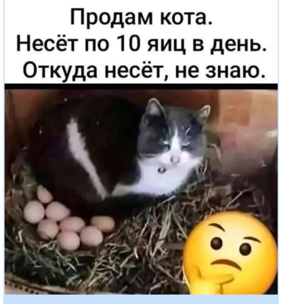 Продам кота. Несёт по 10 яиц в день. Откуда несёт, не знаю.
