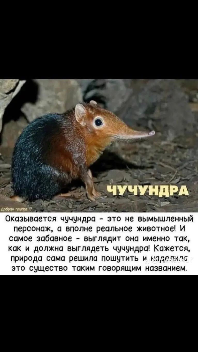 ЧУЧУНДРА. Оказывается чучундра – это не вымышленный персонаж, а вполне реальное животное! И самое забавное – выглядит она именно так, как и должна выглядеть чучундра! Кажется, природа сама решила пошутить и наделила это существо таким говорящим названием.