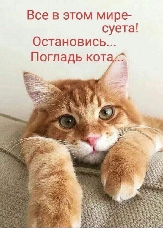 Все в этом мире суета Остановись Погладь кота