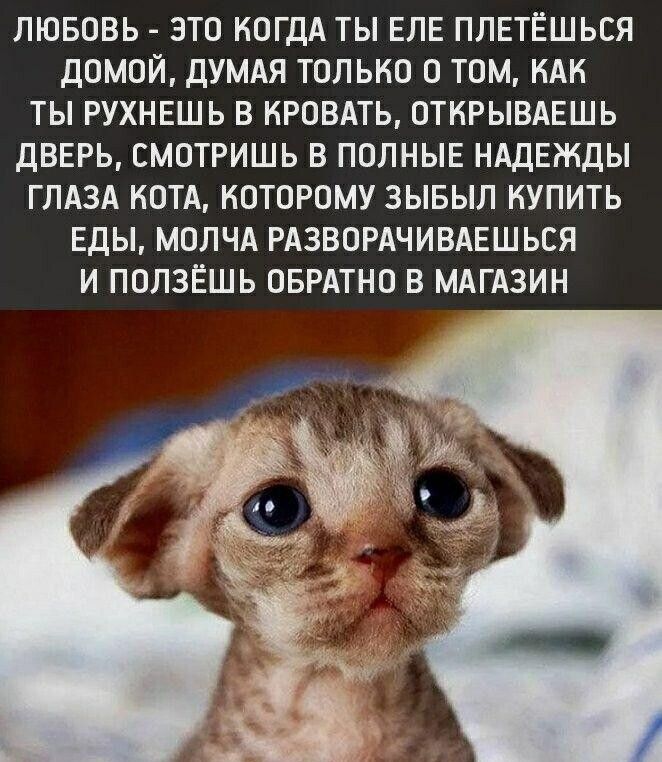 ЛЮБОВЬ ЭТО КОГДА ТЫ ЕЛЕ ПЛЕТЁШЬСЯ ДОМОЙ ДУМАЯ ТОЛЬКО О ТОМ КАК ТЫ РУХНЕШЬ В КРОВАТЬ ОТНРЫВАЕШЬ ДВЕРЬ СМОТРИШЬ В ПОЛНЫЕ НАДЕЖДЫ ГЛАЗА КОТА КОТОРОМУ ЗЫБЫЛ КУПИТЬ ЕДЫ МОЛЧА РАЗВОРАЧИВАЕШЬСЯ И ПОЛЗЁШЬ ОБРАТНО В МАГАЗИН