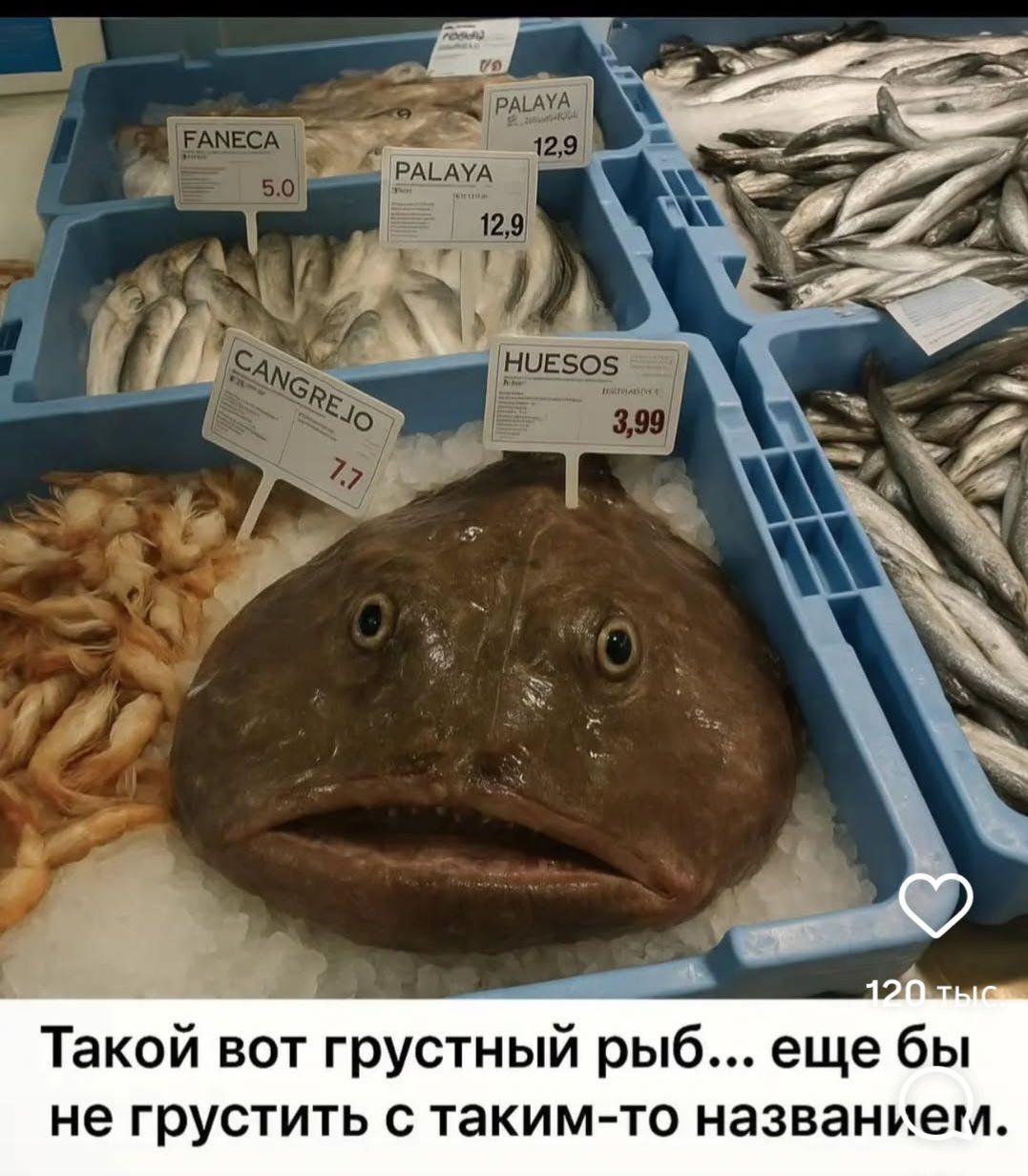 Такой вот грустный рыб... еще бы не грустить с таким-то названием.