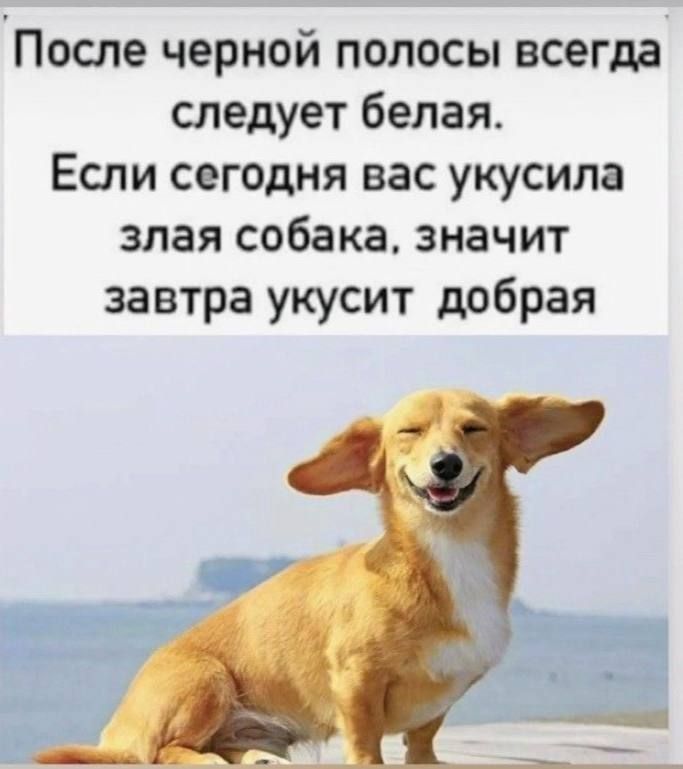 После черной полосы всегда следует белая. Если сегодня вас укусила злая собака, значит завтра укусит добрая