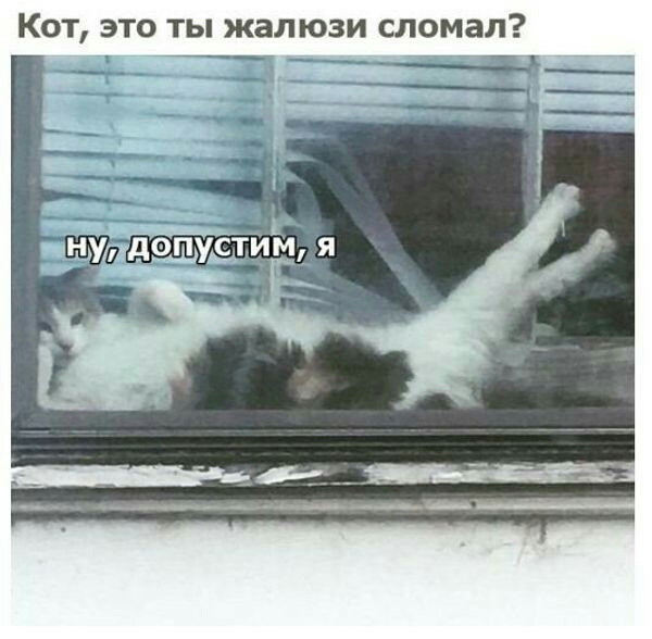 Кот это ты жалюзи сломал __і_ _ и