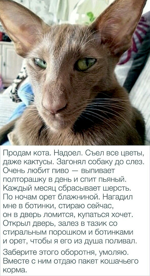МК Продам кота Надоел Съел все цветы даже кактусы Загонял собаку до слез Очень любит пиво выпивает полторашку в день и спит пьяный Каждый месяц сбрасывает шерсть По ночам орет блажниной Нагадил мне в ботинки стираю сейчас он в дверь ломится купаться хочет Открыл дверь залез в тазик со стиральным порошком и ботинками и орет чтобы я его из душа поливал Заберите этого оборотня умоляю Вместе с ним отд