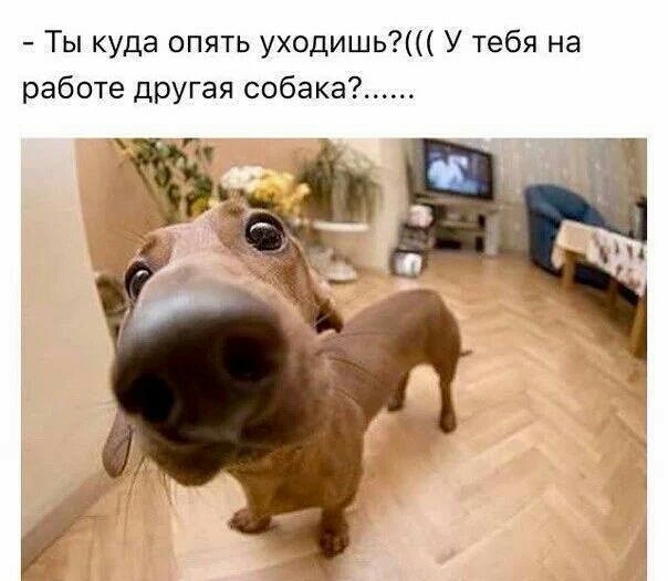 Ты куда опять уходишь У тебя на работе другая собака