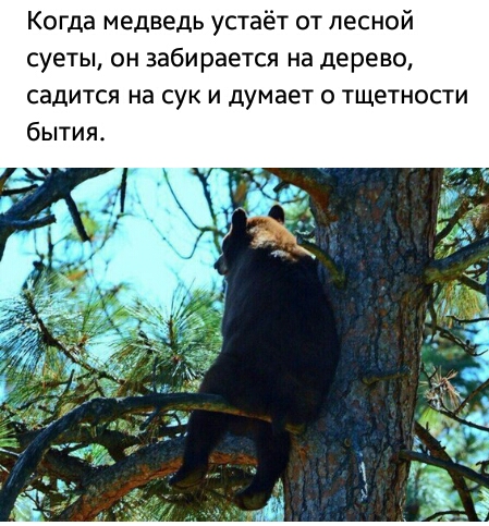 Когда медведь устаёт от лесной суеты он забирается на дерево садится на сук и думает о тщетности
