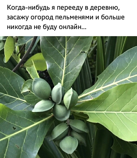 Когданибудь я перееду в деревню засажу огород пельменями и больше никогда не буду онлайн