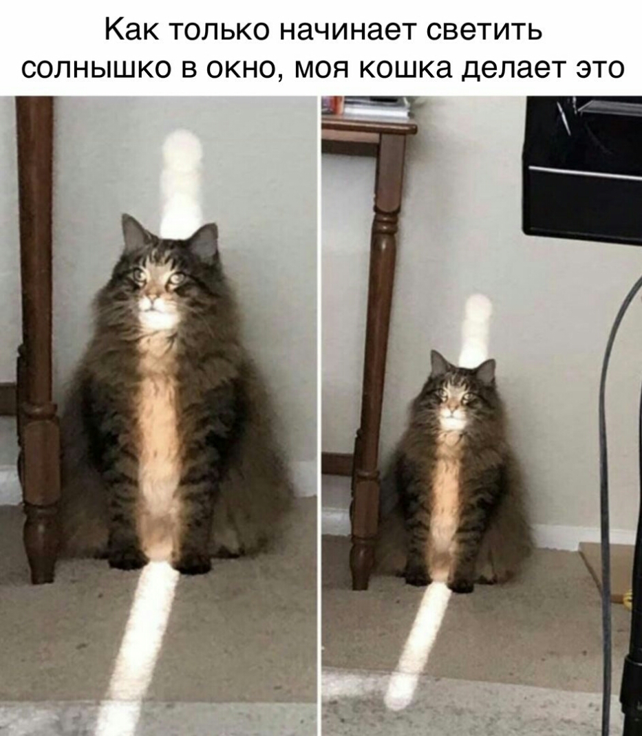 Как ТОЛЬКО НЗЧИНЭЭТ СВЭТИТЬ СОЛНЫШКО В ОКНО МОЯ кошка делает ЭТО