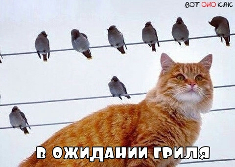 вотцдш