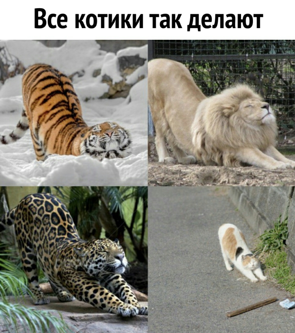 Все котики так делают