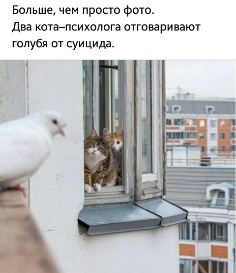 Больше чем просто фото Два котапсихолога отговаривают голубя от суицида