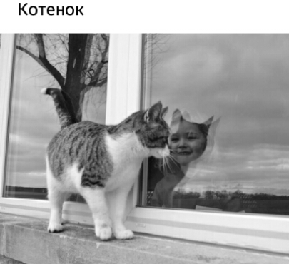 Котенок