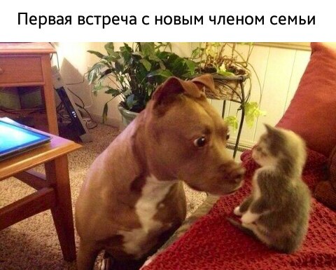 Первая встреча С НОВЫМ членом СЕМЬИ