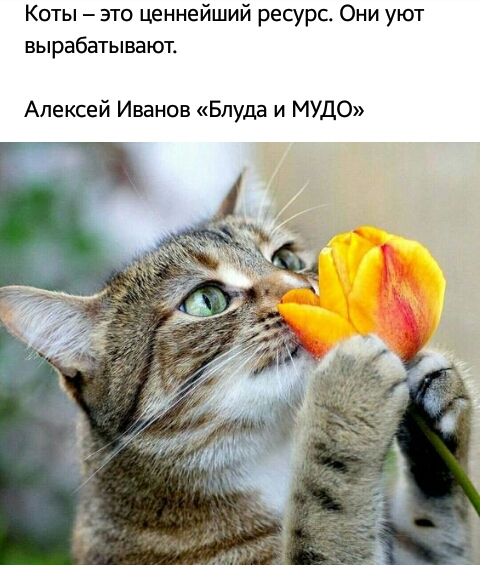Коты это ценнейший ресурс Они уют вырабатывают Алексей Иванов Блуда и МУДО