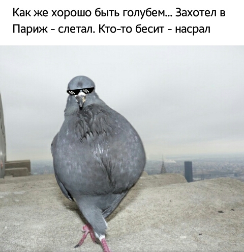 Как же хорошо быть голубем Захотел в Париж слетал Ктото бесит насрал