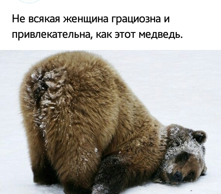 Не ВСЯКЭЯ ЖЕНЩИНЕ ГРЭЦИОЗНЗ И ПРИВЛЕКЕТЕЛЬНЗ КВК ЭТОТ медведь