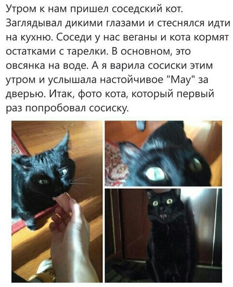 Утром к нам пришел соседский кот ЗЭГЛЯДЫЕЗЛ ДИКИМИ ГЛЭЗЗМИ И стеснялся ИДТИ на кухню Соседи у нас веганы и кота кормят остатками с тарелки В основном это ОВСЯНКЭ на ВОДЕ А Я ВЭРИЛЭ СОСИСКИ ЭТИМ утром и услышала настойчивее Мау за дверью Итак Фото кота который первый раз попробовал сосиску