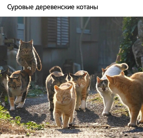 Суровые деревенские котаны