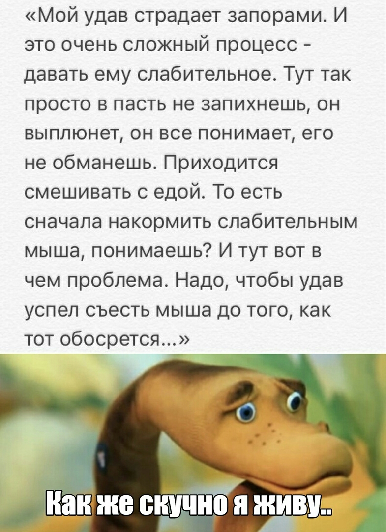 Мой удав страдает запорами И это очень сложный процесс давать ему слабительное Тут так просто в пасть не запихнешь он выплюнет он все понимает его не обманешь Приходится смешивать с едой То есть сначала накормить слабительным мыша понимаешь И тут вот в чем проблема Надо чтобы удав успел съесть мыша до того как тот обосрется