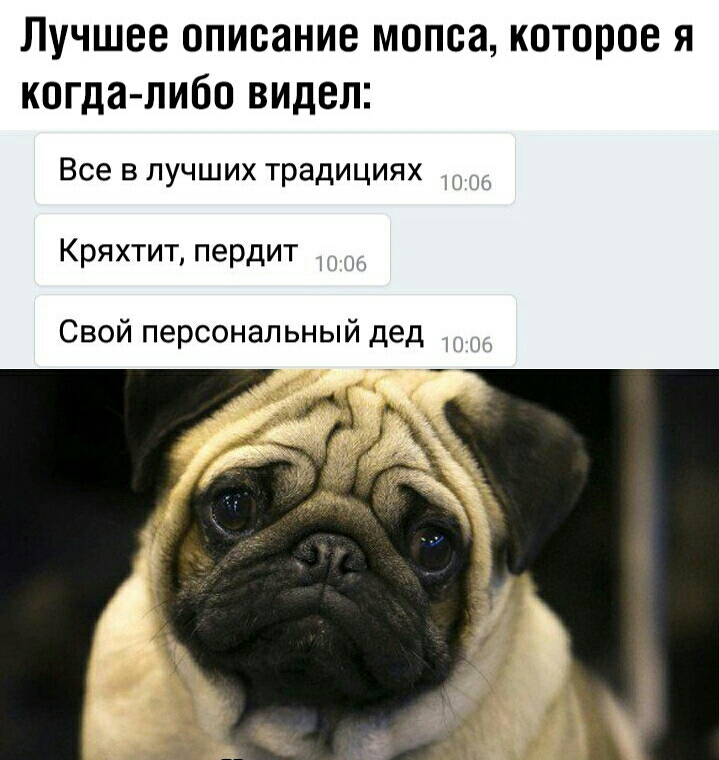 Лучшее описание мопса которое я когда либо видел Все в лучших традициях Кряхтит пердит Свой персональный дед