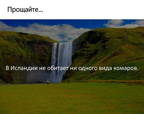 Е Исландии не обитает ни одного вида комаров