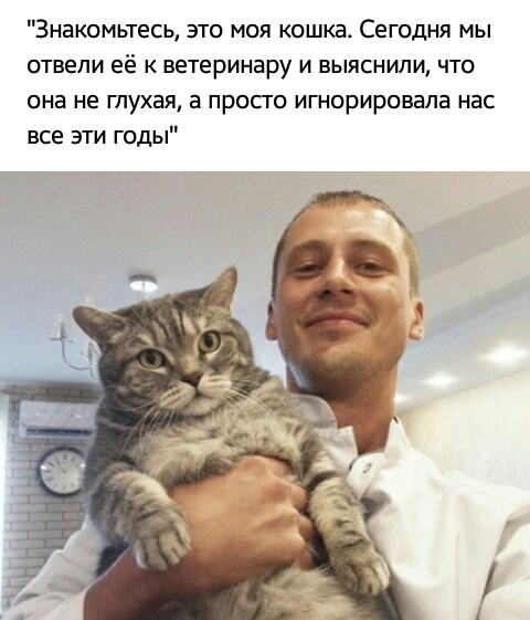 Знакомьтесь это моя кошка Сегодня мы отвели её к ветеринару и выяснили что она не глухая а просто игнорировала нас все эти годы
