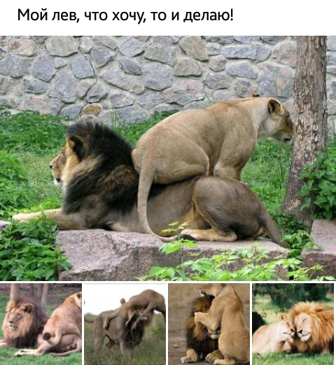 Мой лев что хочу то и делаю