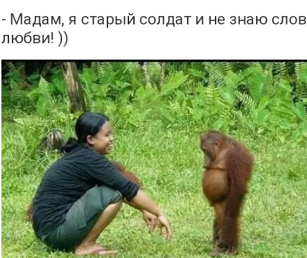 Мадам я старый солдат и не знаю слон любви