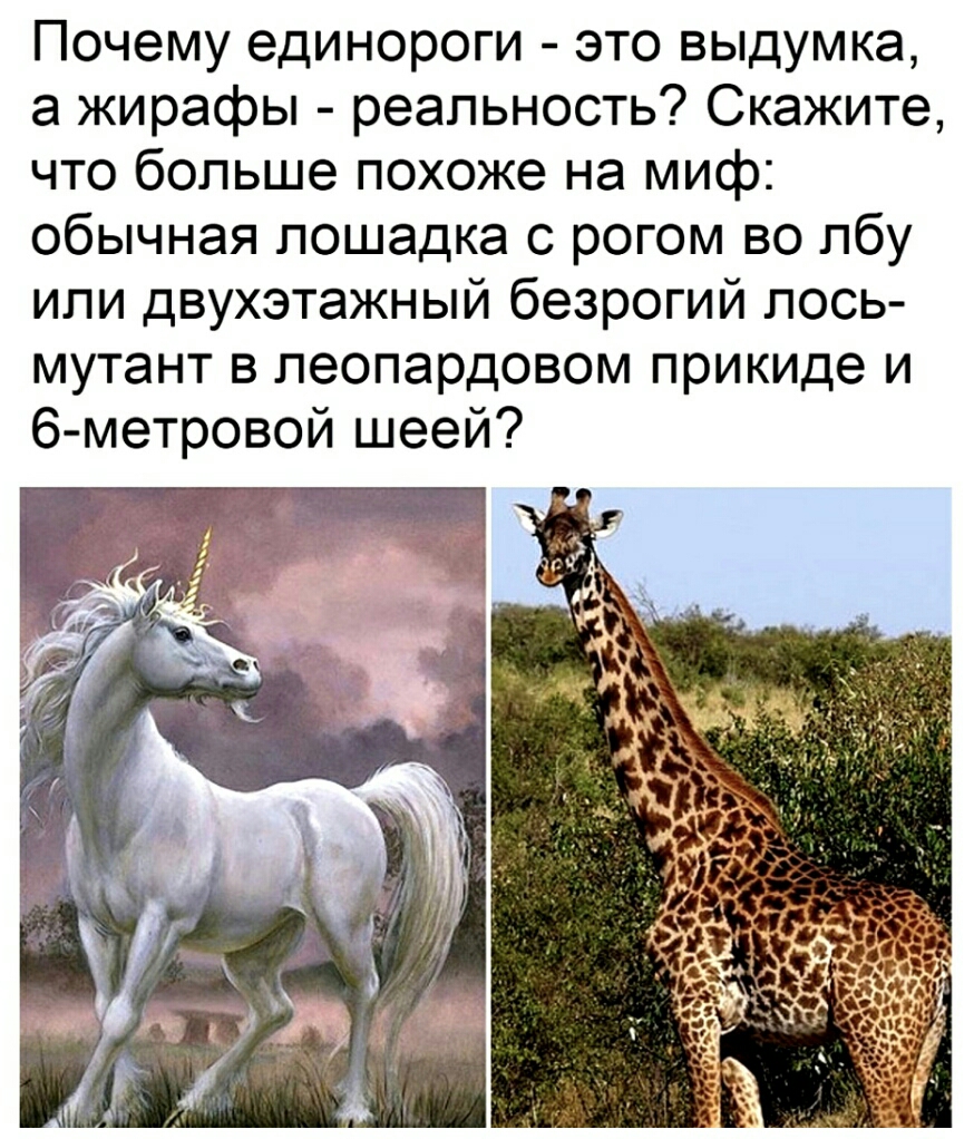 Почему единороги это выдумка а жирафы реальность Скажите что больше похоже на миф обычная лошадка с рогом во лбу или двухэтажный безрогий лось мутант в пеопардовом прикиде и 6 метровой шеей