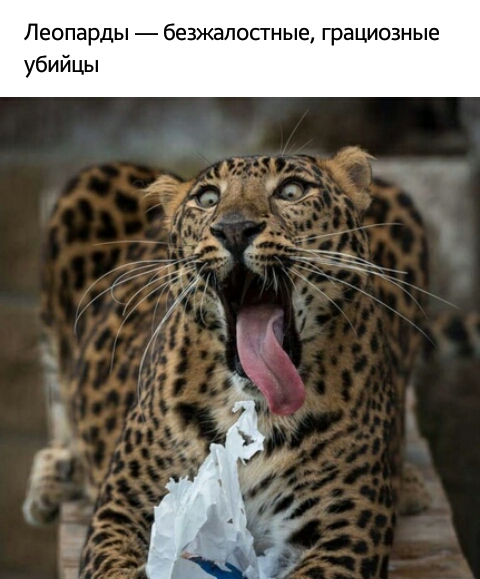 Леопарды безжалосгные грациозные убийцы