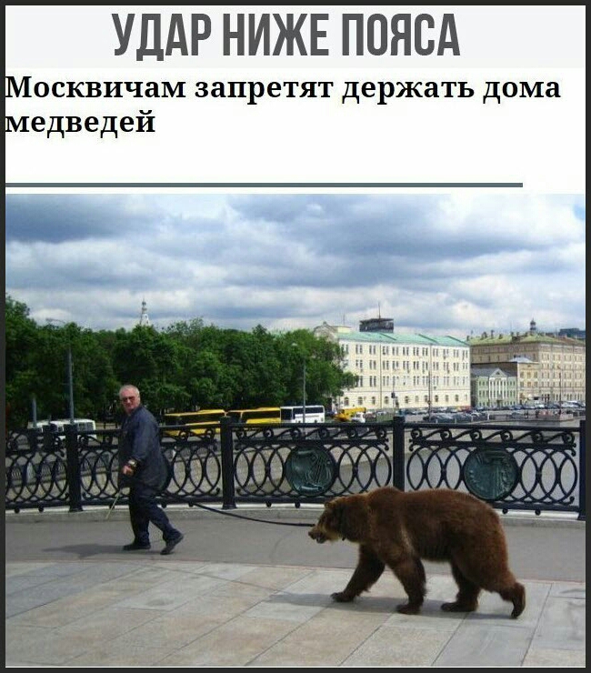 УДАР НИЖЕ ПОЯСА осквичаМ запретят держать дома едведей