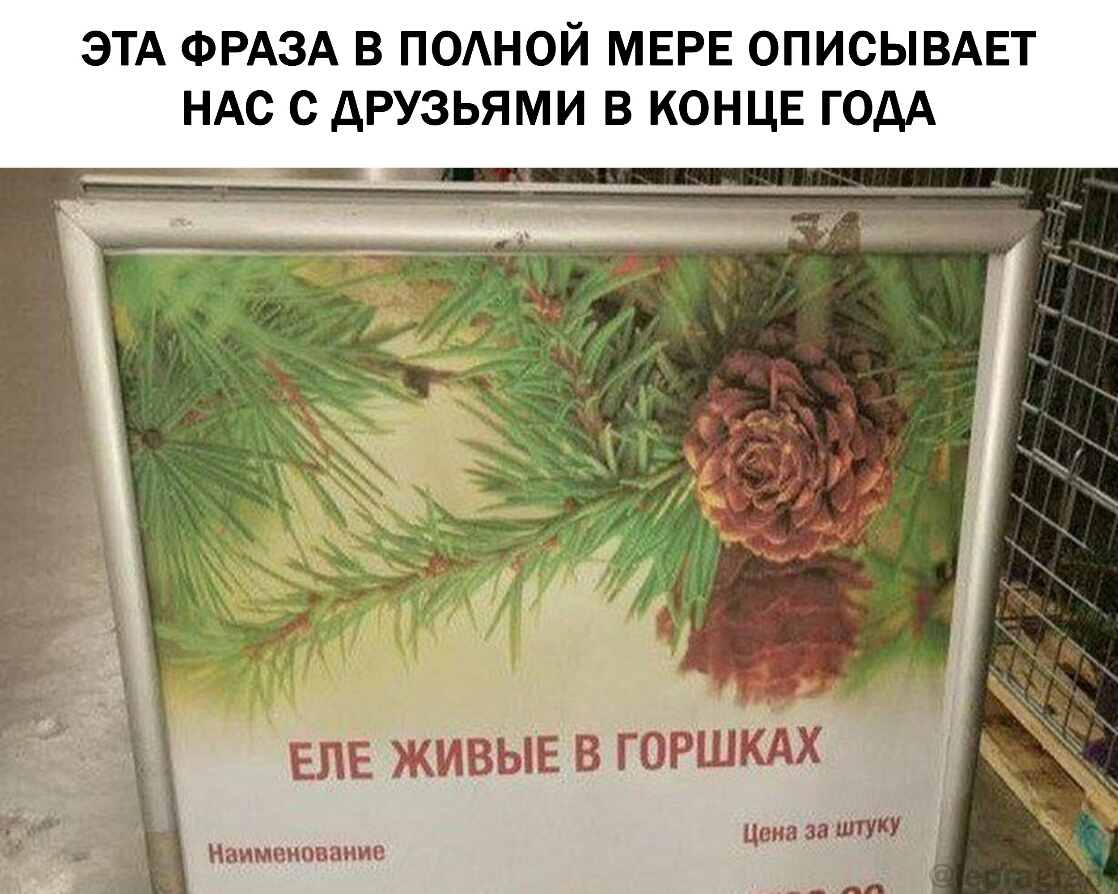ЭТА ФРАЗА В ПОАНОЙ МЕРЕ ОПИСЫВАЕТ НАС С дРУЗЬЯМИ В КОНЦЕ ГОДА впЕ живыЕ в горшкАх Цена за Наименование
